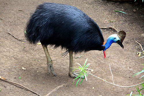 Cassowary photos