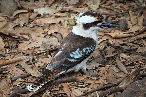 Kookaburra photo