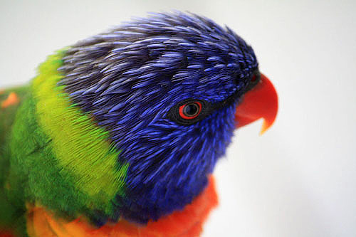 Laughing lorikeet photo