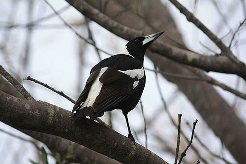 Magpie photos