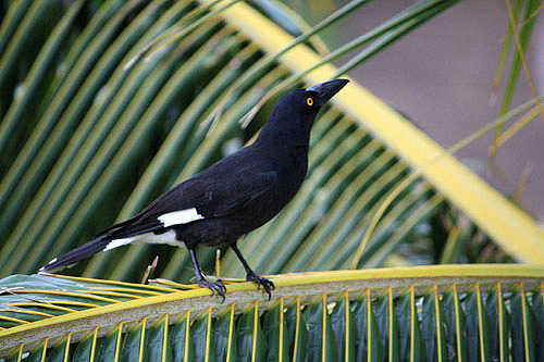 Pied Currawong photo