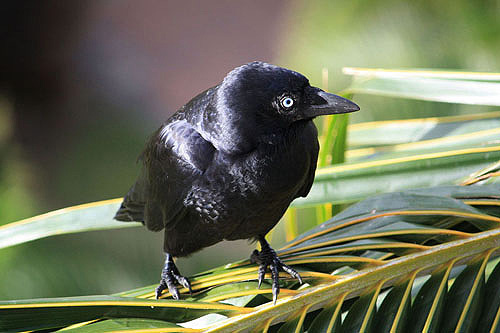 Australian Raven with White Iris photo