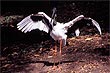 Jabiru Bird photo