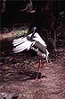 Jabiru Bird photo