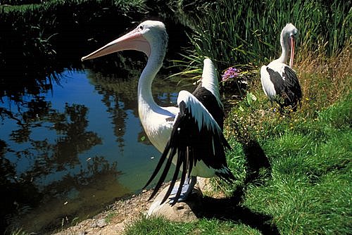 Australian Water Bird photos