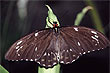 Common Crow Butterfly photo