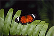 Orange Lacewing photo