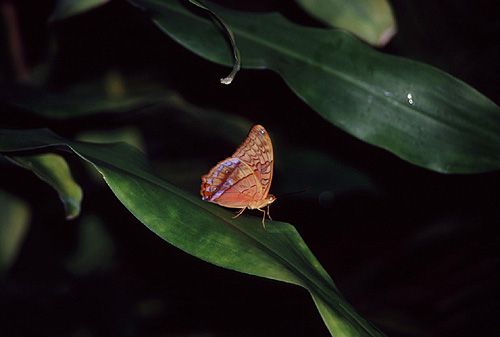 Rock Ringlet Butterfly photo
