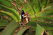 Common Eggfly photo