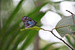 Blue Tiger Butterfly photo