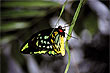 Cairns Birdwing photo