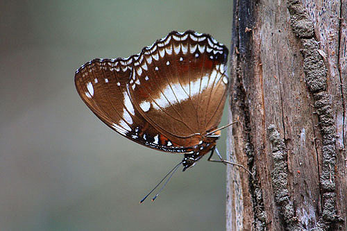 Great Eggfly Butterfly photo