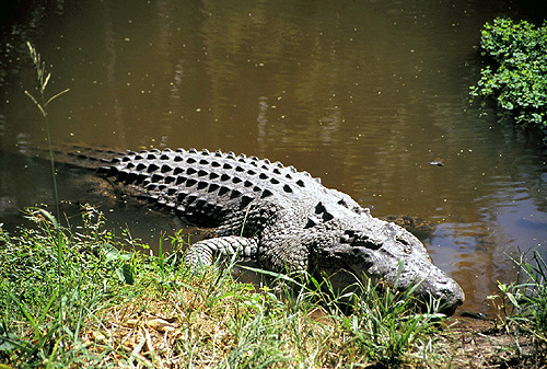 Crocodile photo