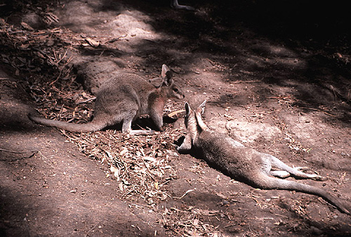 Kangaroos photo