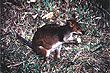 Wallaby photo