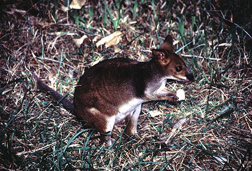 Small Wallaby photo