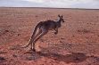 Red Kangaroo photo