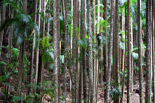 Gondwana Rainforest photos