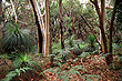Grass Tree & Eucalypt Forest photo