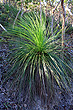 Young Grass Tree photo