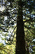 Hoop Pine photo