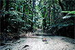 Fraser Island Rainforest photo