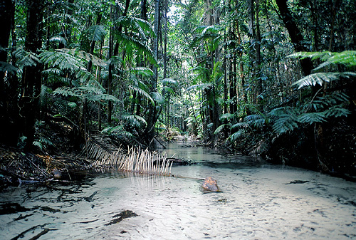 Rainforests in Australia photos