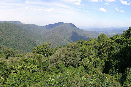 Dorrigo National Park photo