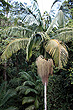 Palm Tree photo
