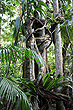 Tamborine Rainforest photo
