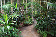 Mt Tamborine Rainforest photos