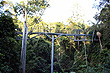 Tamborine Rainforest Skywalk photo