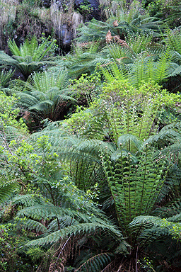 Young Ferns photo