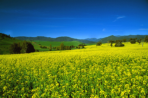 Canola Field photo