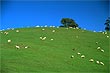 Australian Sheep photo