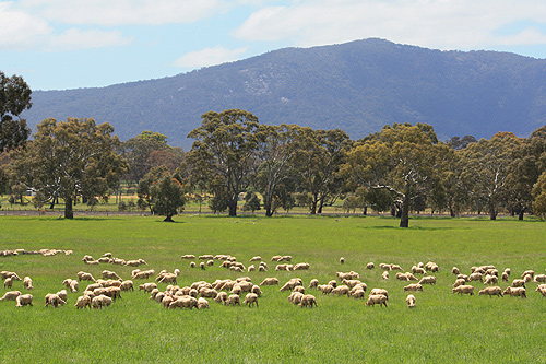 Sheep Farm Pyrenees photo