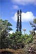 Araucaria Pines photo