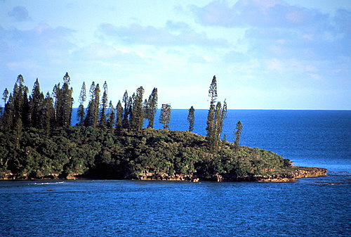 Flora of New Caledonia photos