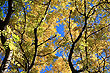 Autumn colours photo