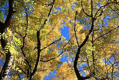 NEXT Autumn colour photo