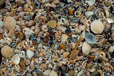 Sea Shells photo
