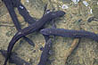 Long-fin Eels photo