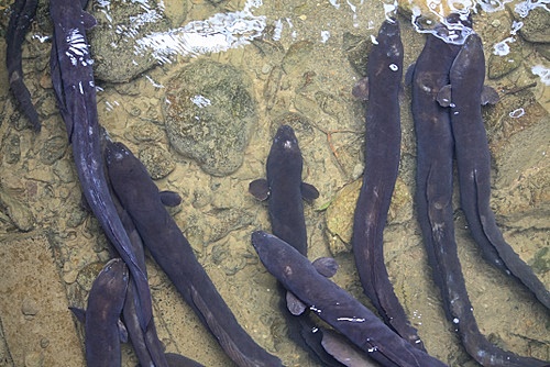 New Zealand Eel photos