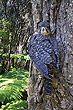 New Zealand Falcon photo