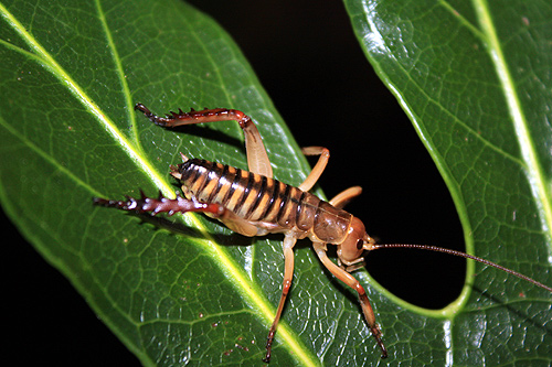 New Zealand Weta photo