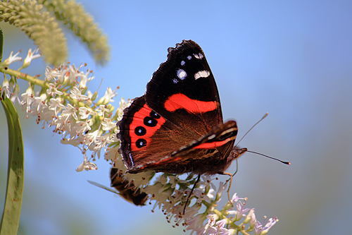 New Zealand Red Admiral photo
