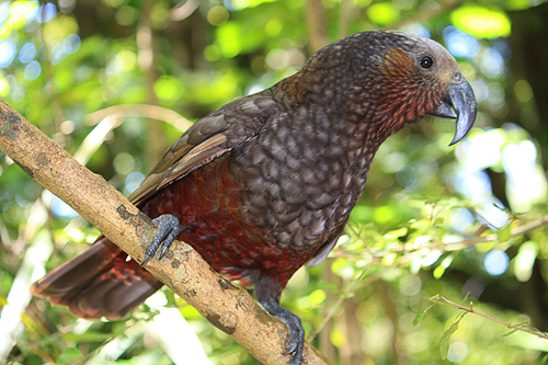 Kaka in a Tree photo