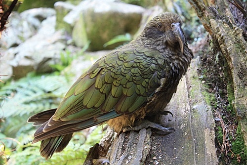 New Zealand Kea photos