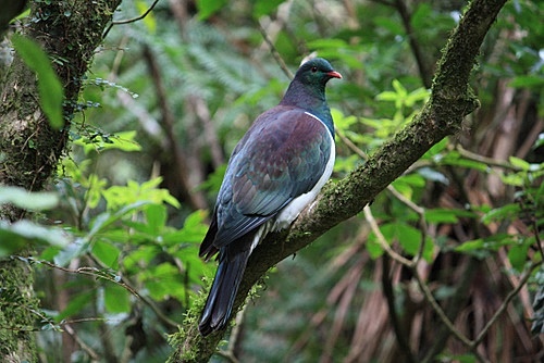 Kereru photo