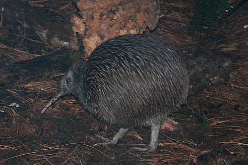 New Zealand Kiwi photo